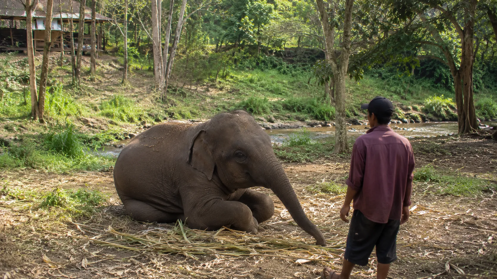 Elephant Sanctuary & Doi Inthanon Combo — private tour with Monika
